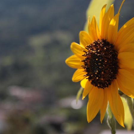 Il Girasole Baceno Exterior photo